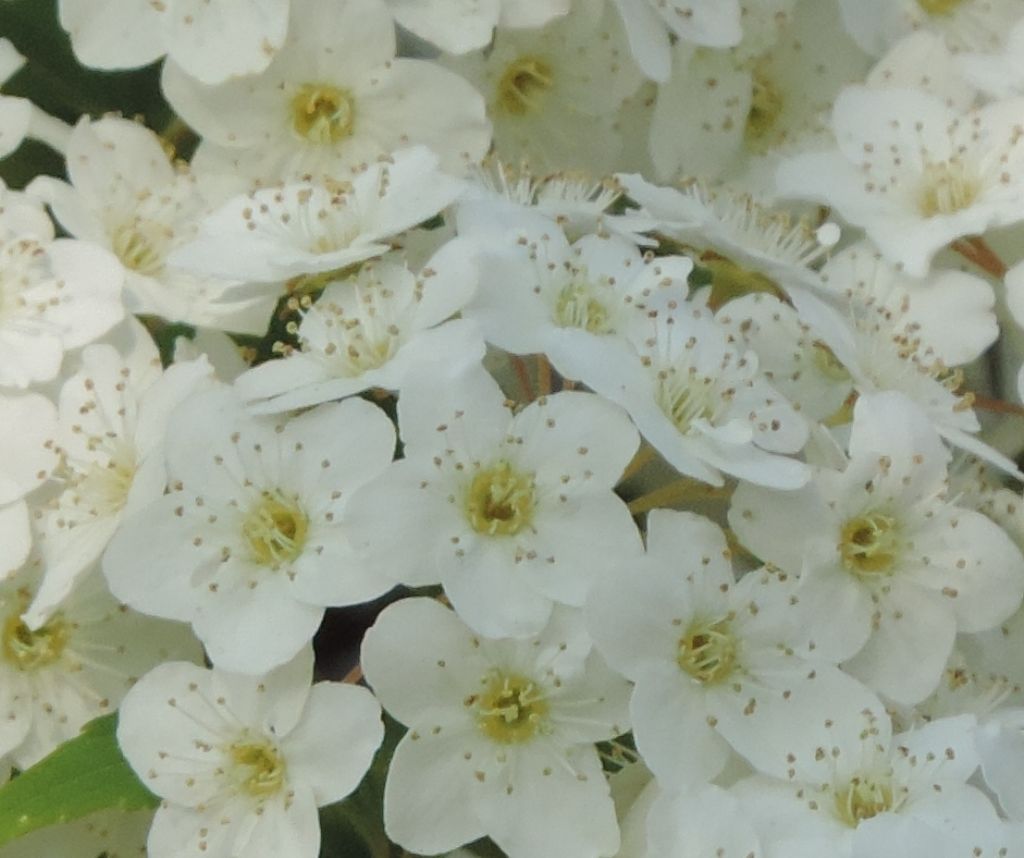 Spiraea sp.